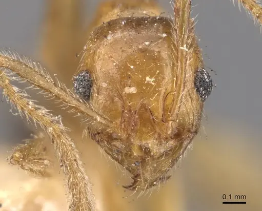 Pheidole grayi specimen CASENT0907882 image casent0907882_2