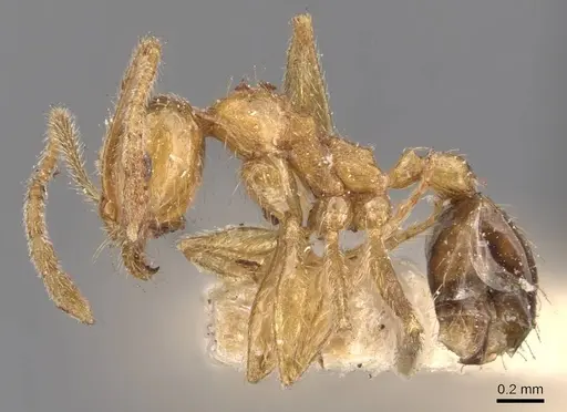 Pheidole grayi specimen CASENT0907882 image casent0907882_3