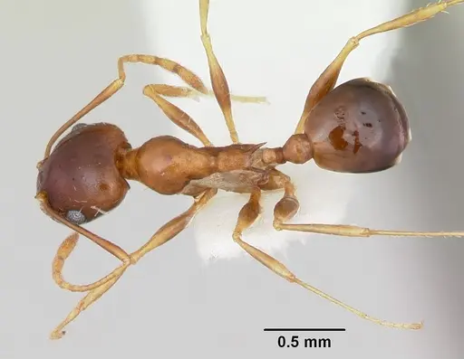 Pheidole grundmanni specimen CASENT0103469 image casent0103469_1