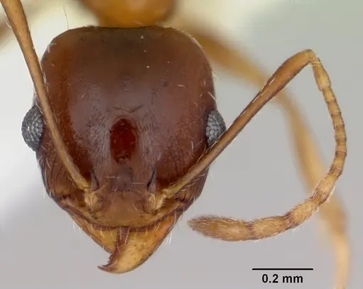 Pheidole grundmanni specimen CASENT0103469 image casent0103469_2