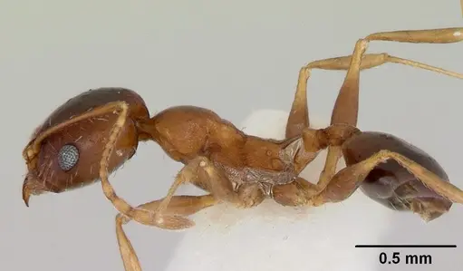 Pheidole grundmanni specimen CASENT0103469 image casent0103469_3