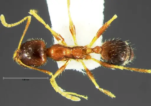 Pheidole grundmanni specimen CASENT0105646 image casent0105646_1