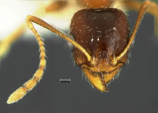 Pheidole grundmanni specimen CASENT0105646 image casent0105646_2
