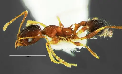 Pheidole grundmanni specimen CASENT0105646 image casent0105646_3