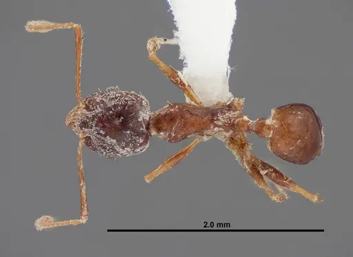 Pheidole grundmanni specimen FMNHINS0000062689 image fmnhins0000062689_1
