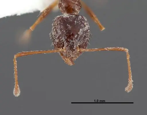 Pheidole grundmanni specimen FMNHINS0000062689 image fmnhins0000062689_2