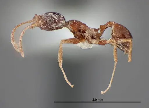 Pheidole grundmanni specimen FMNHINS0000062689 image fmnhins0000062689_3