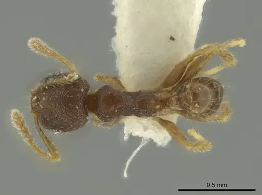 Pheidole guajirana specimen CASENT0644210 image casent0644210_1