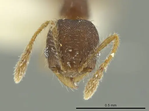 Pheidole guajirana specimen CASENT0644210 image casent0644210_2