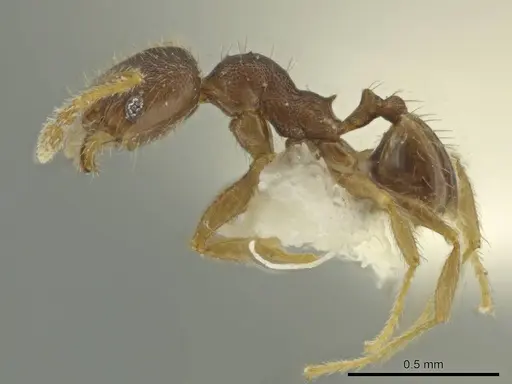 Pheidole guajirana specimen CASENT0644210 image casent0644210_3