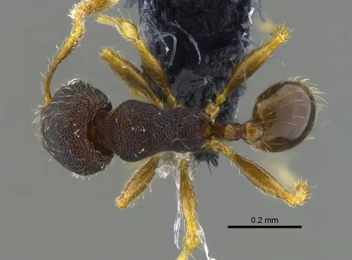 Pheidole guajirana specimen CBUMAGENT42071 image cbumagent42071_1
