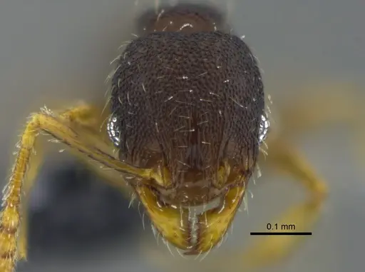 Pheidole guajirana specimen CBUMAGENT42071 image cbumagent42071_2