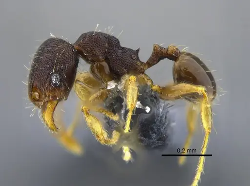 Pheidole guajirana specimen CBUMAGENT42071 image cbumagent42071_3