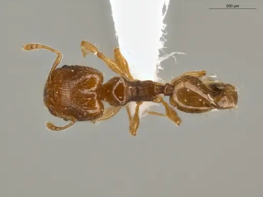 Pheidole guajirana specimen ECOFOG-IT14-0304-30-S image ecofog-it14-0304-30-s_1