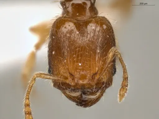 Pheidole guajirana specimen ECOFOG-IT14-0304-30-S image ecofog-it14-0304-30-s_2