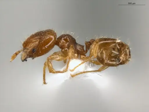 Pheidole guajirana specimen ECOFOG-IT14-0304-30-S image ecofog-it14-0304-30-s_3