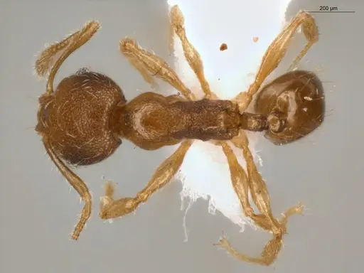 Pheidole guajirana specimen ECOFOG-IT14-0304-30 image ecofog-it14-0304-30_1