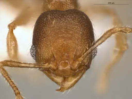 Pheidole guajirana specimen ECOFOG-IT14-0304-30 image ecofog-it14-0304-30_2
