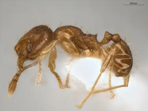 Pheidole guajirana specimen ECOFOG-IT14-0304-30 image ecofog-it14-0304-30_3