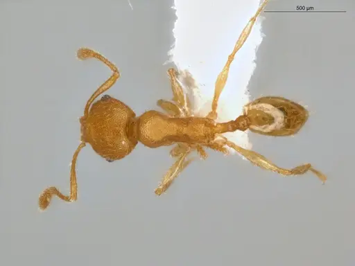 Pheidole guajirana specimen ECOFOG-IT14-0431-49 image ecofog-it14-0431-49_1