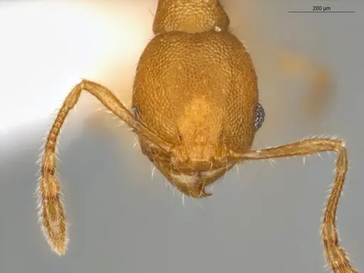 Pheidole guajirana specimen ECOFOG-IT14-0431-49 image ecofog-it14-0431-49_2