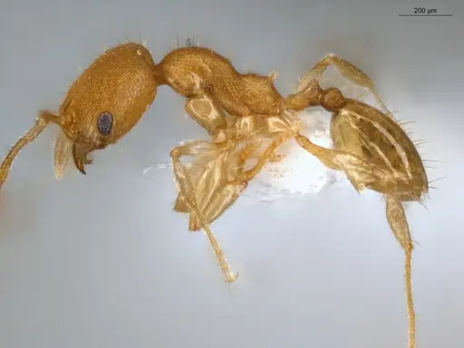 Pheidole guajirana specimen ECOFOG-IT14-0431-49 image ecofog-it14-0431-49_3