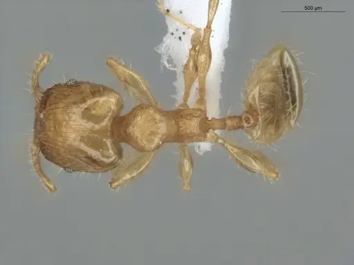 Pheidole guajirana specimen ECOFOG-MI15-0396-07-S image ecofog-mi15-0396-07-s_1