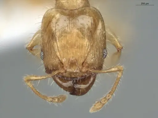 Pheidole guajirana specimen ECOFOG-MI15-0396-07-S image ecofog-mi15-0396-07-s_2
