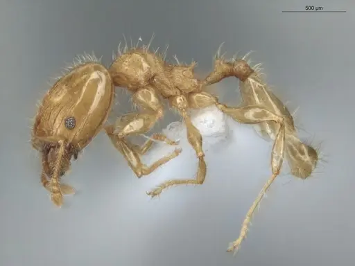 Pheidole guajirana specimen ECOFOG-MI15-0396-07-S image ecofog-mi15-0396-07-s_3