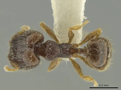 Pheidole guajirana specimen JTLC000016394 image jtlc000016394_1