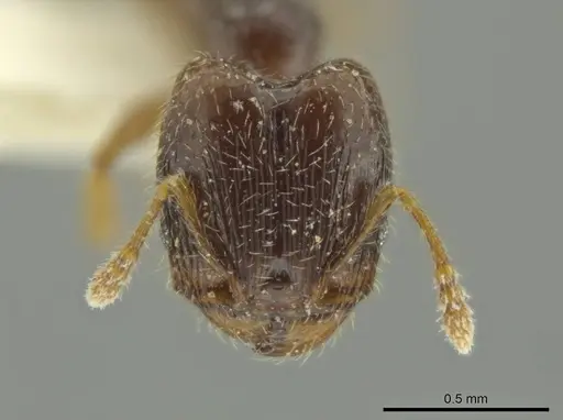 Pheidole guajirana specimen JTLC000016394 image jtlc000016394_2