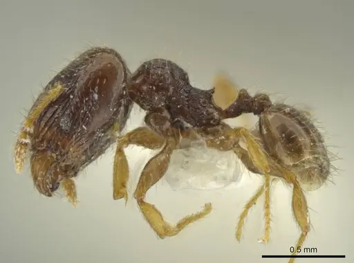Pheidole guajirana specimen JTLC000016394 image jtlc000016394_3
