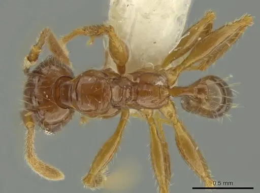 Pheidole guayasana specimen CASENT0644211 image casent0644211_1