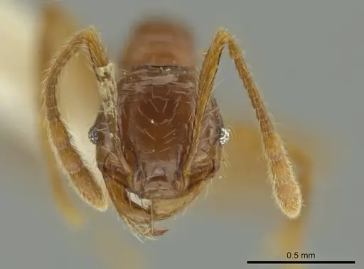 Pheidole guayasana specimen CASENT0644211 image casent0644211_2