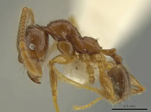 Pheidole guayasana specimen CASENT0644211 image casent0644211_3