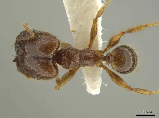 Pheidole guayasana specimen JTLC000016395 image jtlc000016395_1