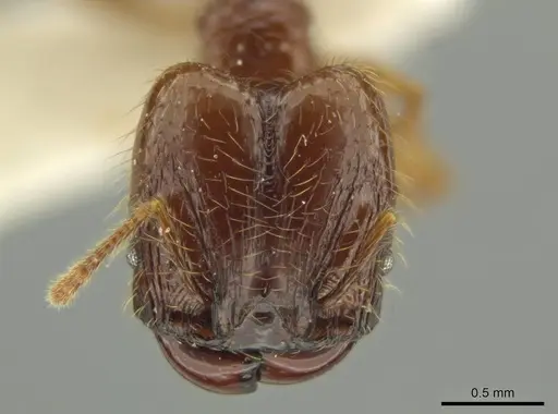 Pheidole guayasana specimen JTLC000016395 image jtlc000016395_2