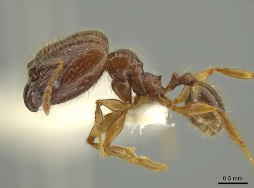 Pheidole guayasana specimen JTLC000016395 image jtlc000016395_3