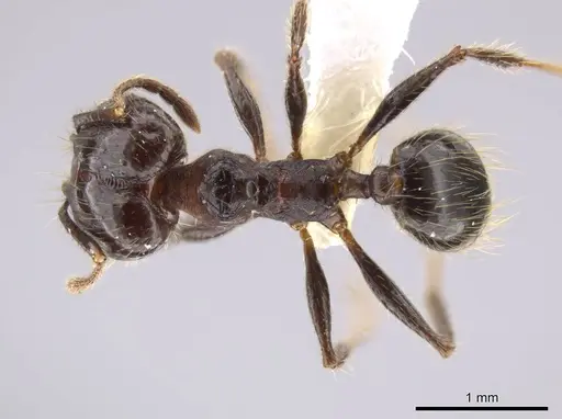 Pheidole guerrerana specimen CASENT0629400 image casent0629400_1