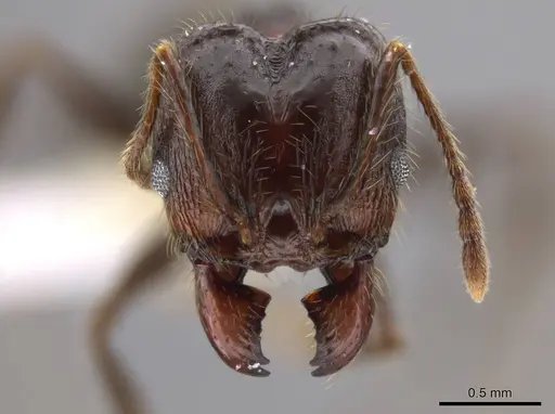 Pheidole guerrerana specimen CASENT0629400 image casent0629400_2