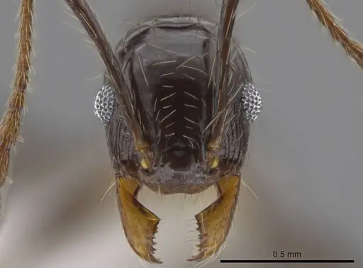 Pheidole guerrerana specimen CASENT0629401 image casent0629401_2
