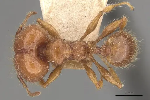 Pheidole guilelmimuelleri specimen CASENT0908166 image casent0908166_1