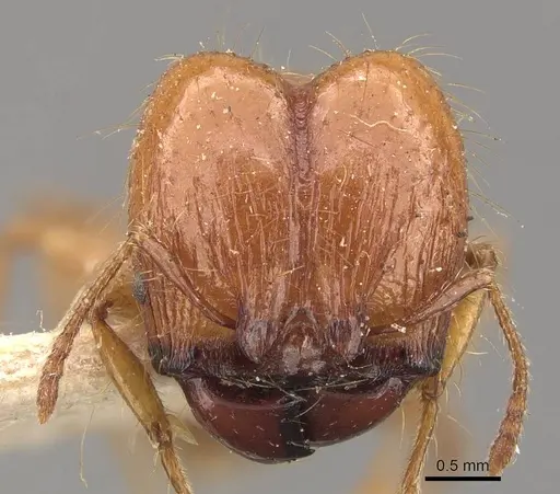 Pheidole guilelmimuelleri specimen CASENT0908166 image casent0908166_2