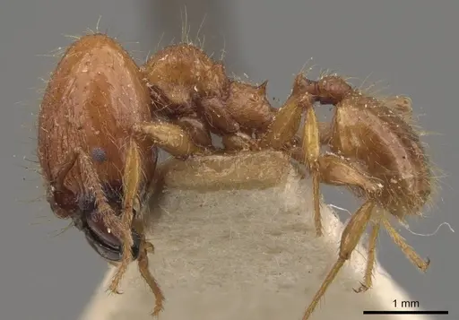 Pheidole guilelmimuelleri specimen CASENT0908166 image casent0908166_3