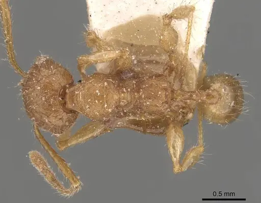 Pheidole guilelmimuelleri specimen CASENT0908167 image casent0908167_1