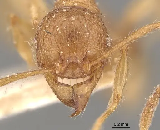 Pheidole guilelmimuelleri specimen CASENT0908167 image casent0908167_2