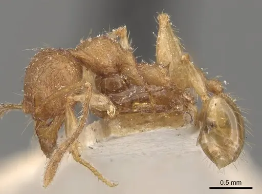 Pheidole guilelmimuelleri specimen CASENT0908167 image casent0908167_3