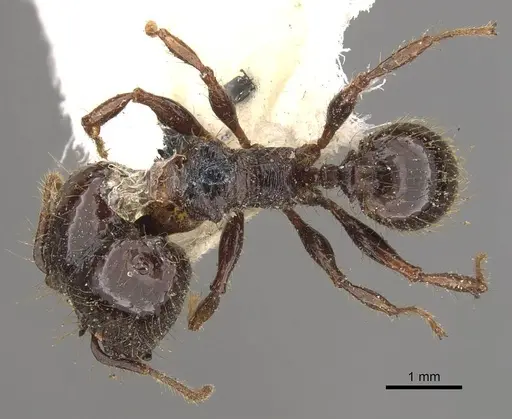 Pheidole guilelmimuelleri specimen CASENT0908168 image casent0908168_1