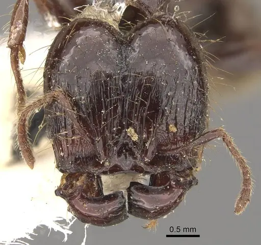 Pheidole guilelmimuelleri specimen CASENT0908168 image casent0908168_2