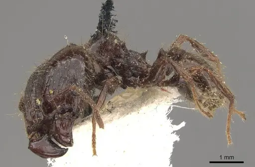 Pheidole guilelmimuelleri specimen CASENT0908168 image casent0908168_3